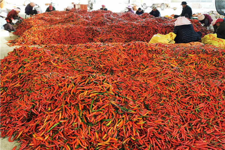 特色农业发展助农增收 特色农业发展助农增收