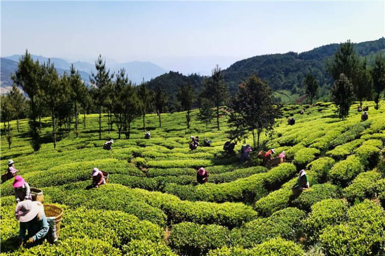 茶叶生产 茶叶生产