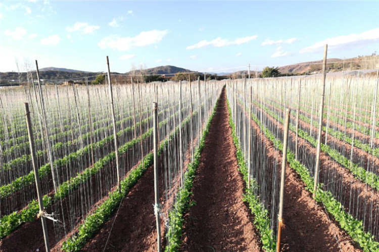 荷兰豆规模化种植基地 荷兰豆规模化种植基地