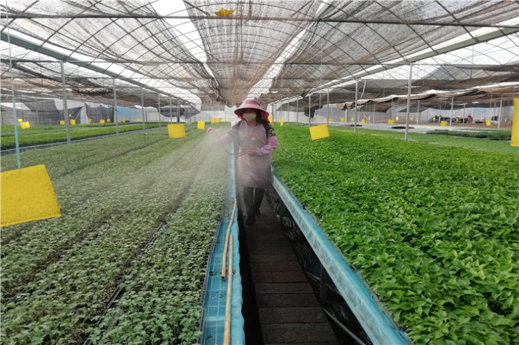 现代农业规模化种植 现代农业规模化种植