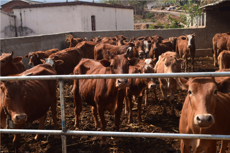 大力发展畜牧业养殖 大力发展畜牧业养殖