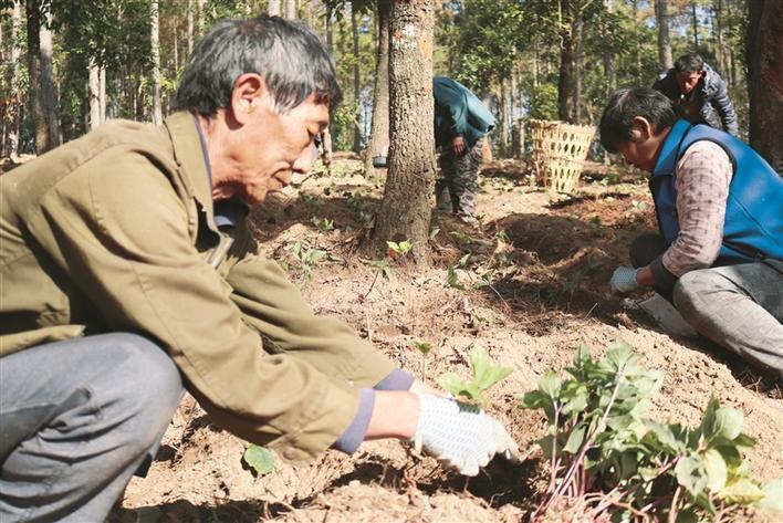 林下中药材种植 林下中药材种植