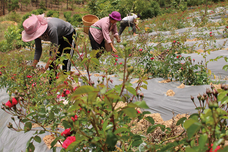 金边玫瑰种植 金边玫瑰种植