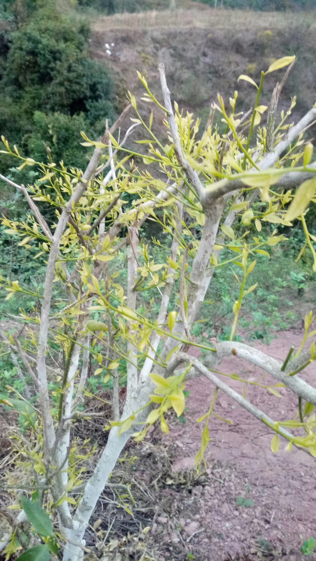 云南野生甜菜树苗种植图片