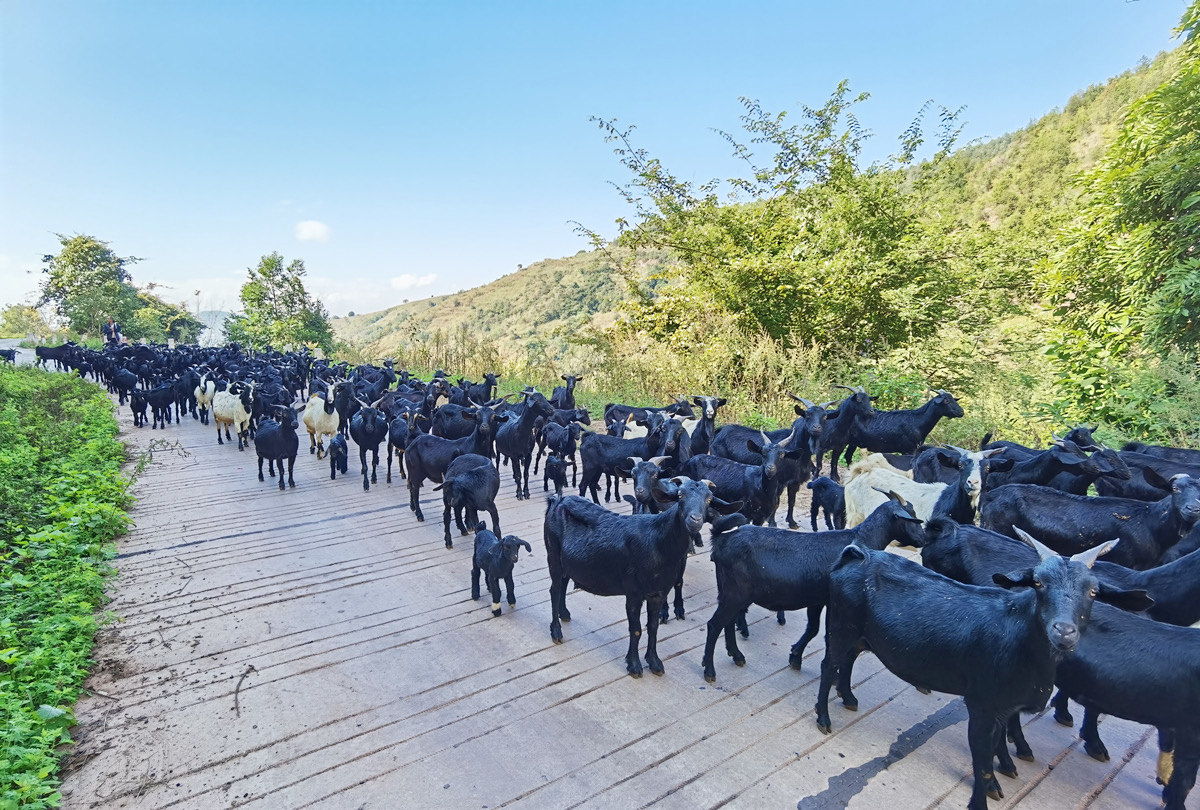 沂蒙黑山羊养殖基地图片