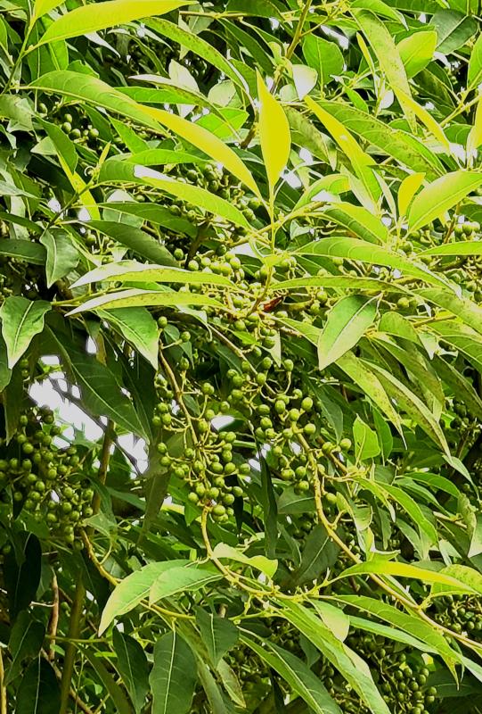 双柏县爱尼山乡:多彩森林-双柏县人民政府